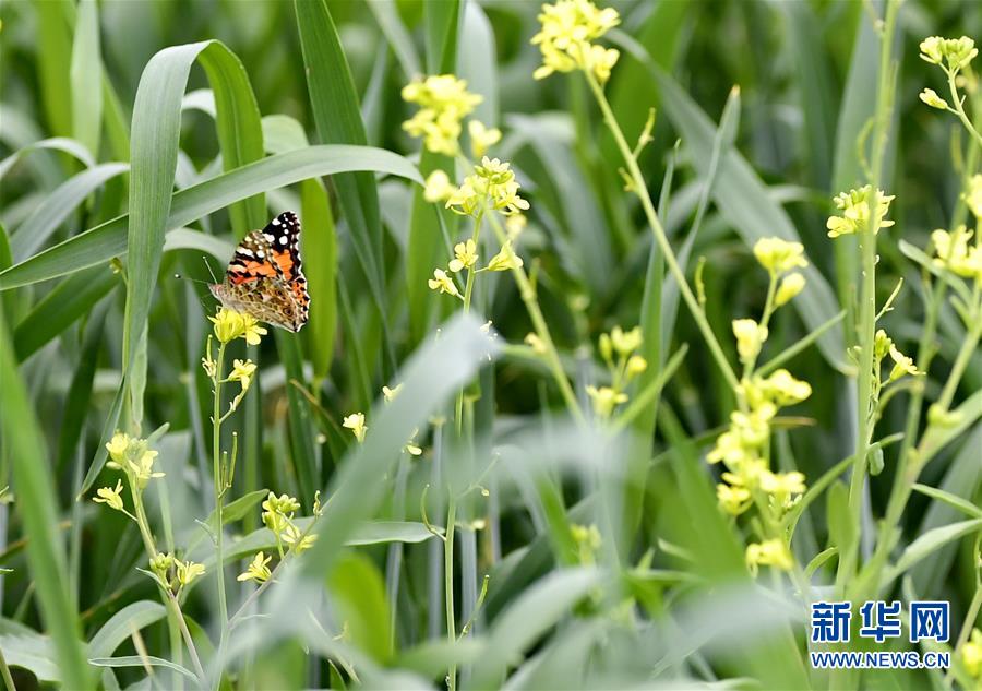 日喀則：“後藏糧倉”風光旖旎