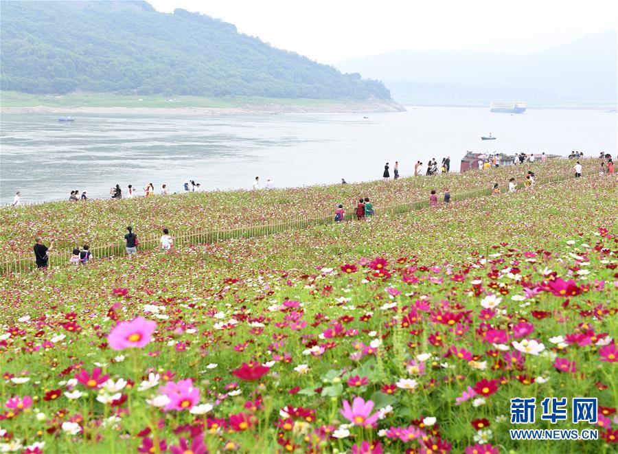 重慶：格桑花開長江畔