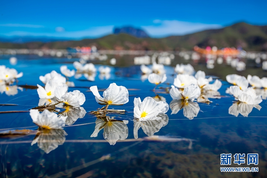 白玉綴藍池 瀘沽湖海菜花盛放