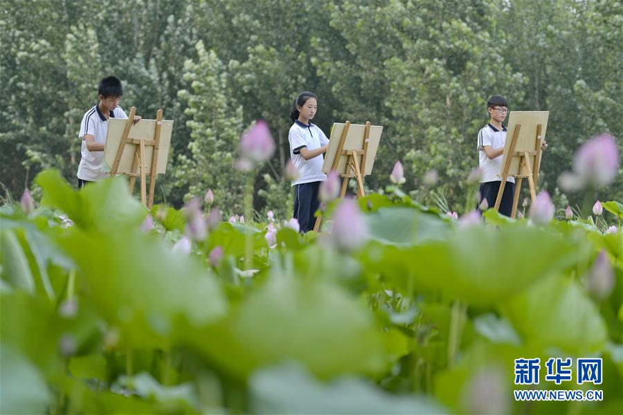 河北威縣：夏荷飄香入畫來