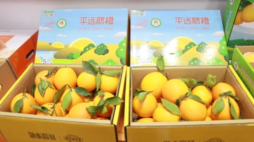 客都橙光閃耀珠江！平遠臍橙登陸大灣區