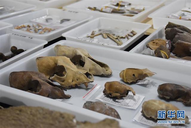 浙江余姚發現早于河姆渡文化1000年的史前遺址