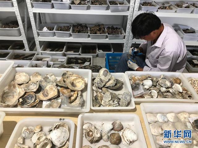 浙江余姚發現早于河姆渡文化1000年的史前遺址