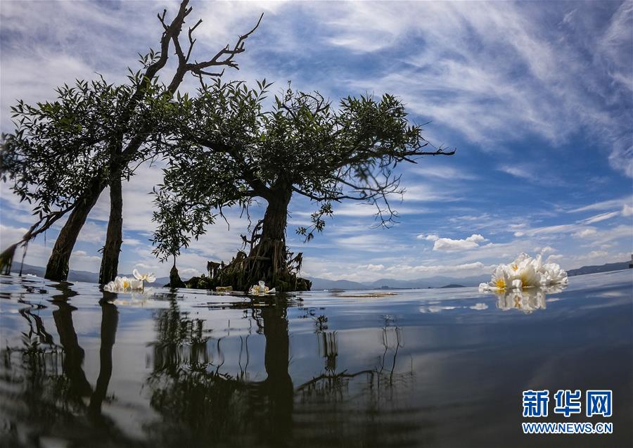 洱海又見海菜花