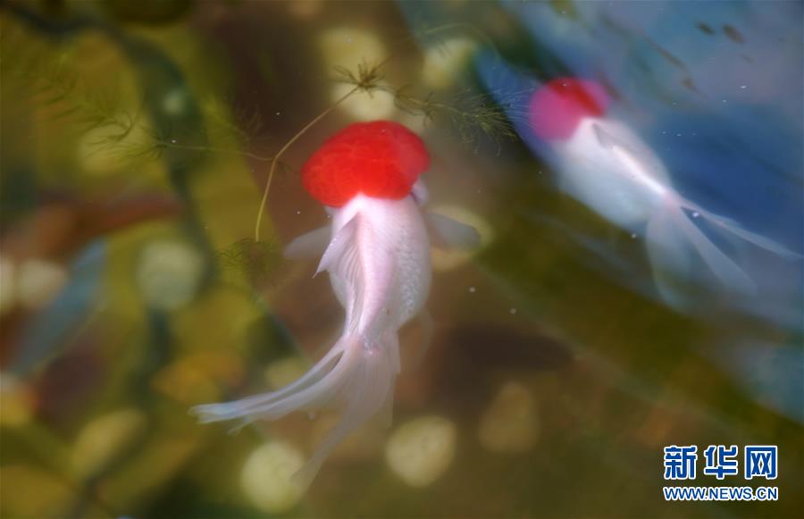 故宮“觀魚”