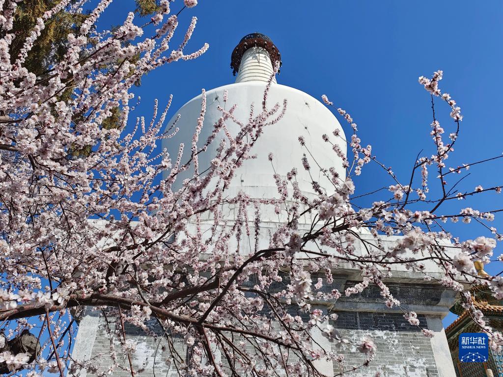北京：山桃花開映白塔