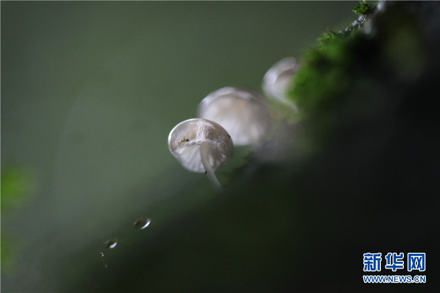 走近雲南西雙版納森林中的共生關係