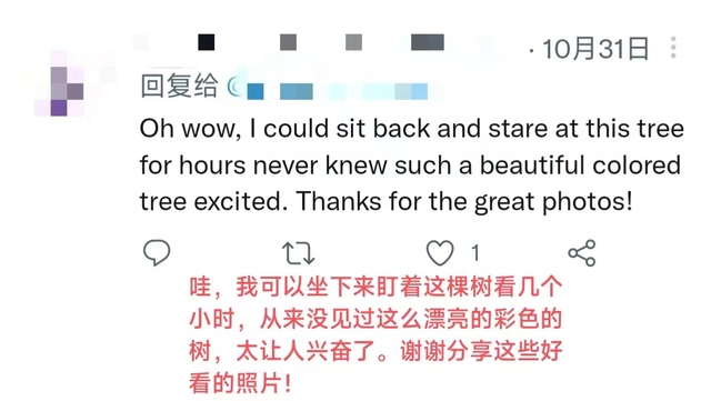 【陜耀國際·11期】陜西這顆銀杏樹又雙叒叕火出圈了！_fororder_微信圖片_20221110163833
