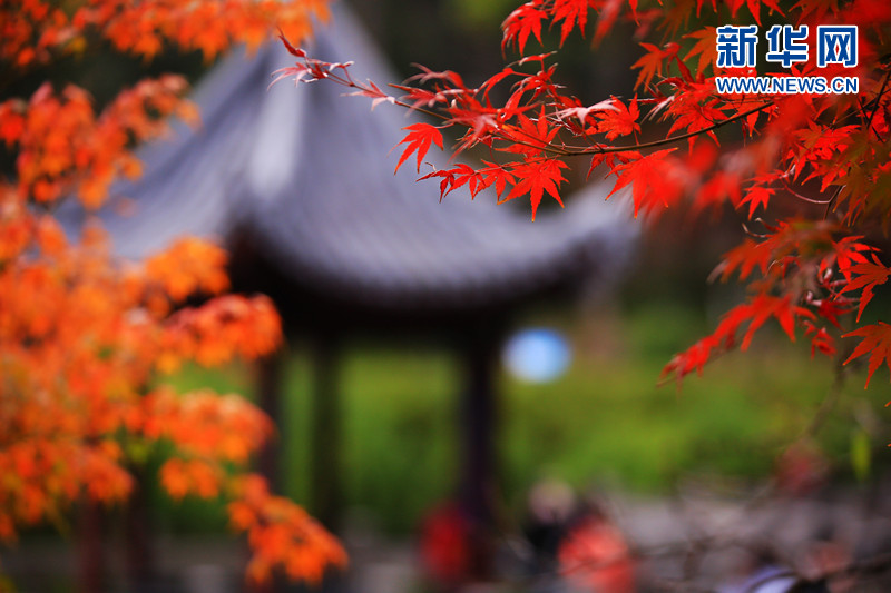 南京棲霞山迎來最美“楓”景
