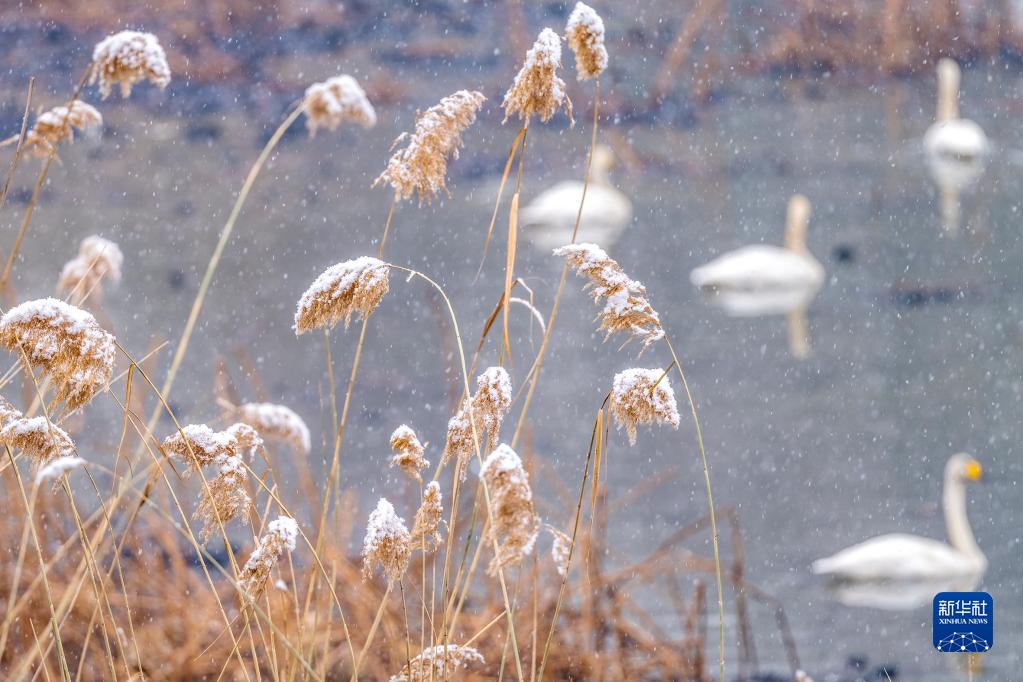 河南三門峽：雪後天鵝湖