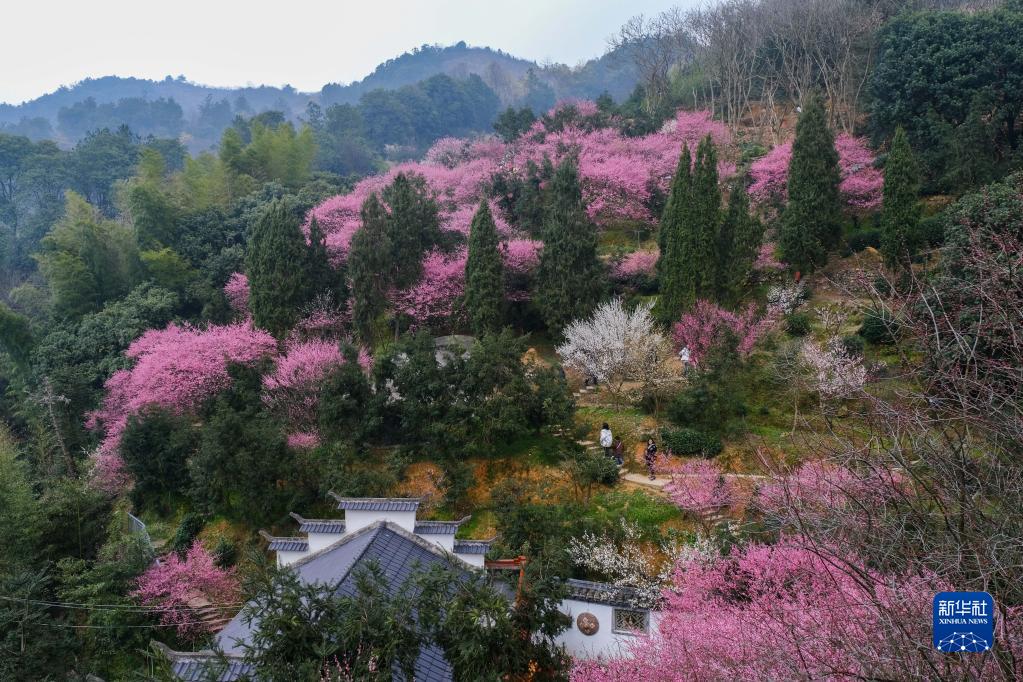春季山鄉賞梅樂 鄉村旅遊人氣旺