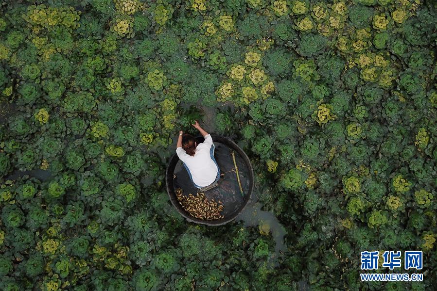 浙江湖州：秋風起 採菱忙
