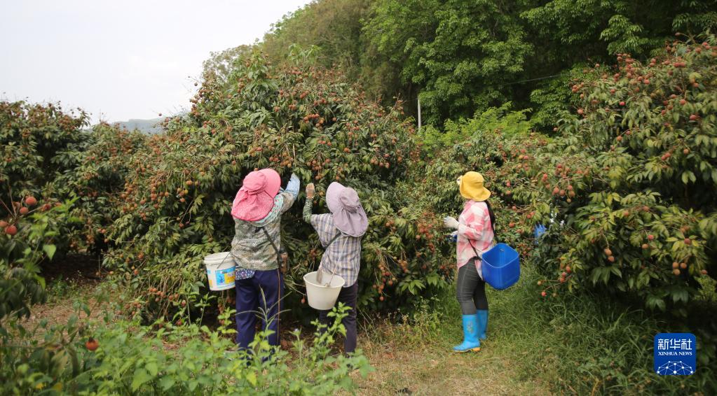 海南樂東：“桂花香”荔枝搶鮮上市