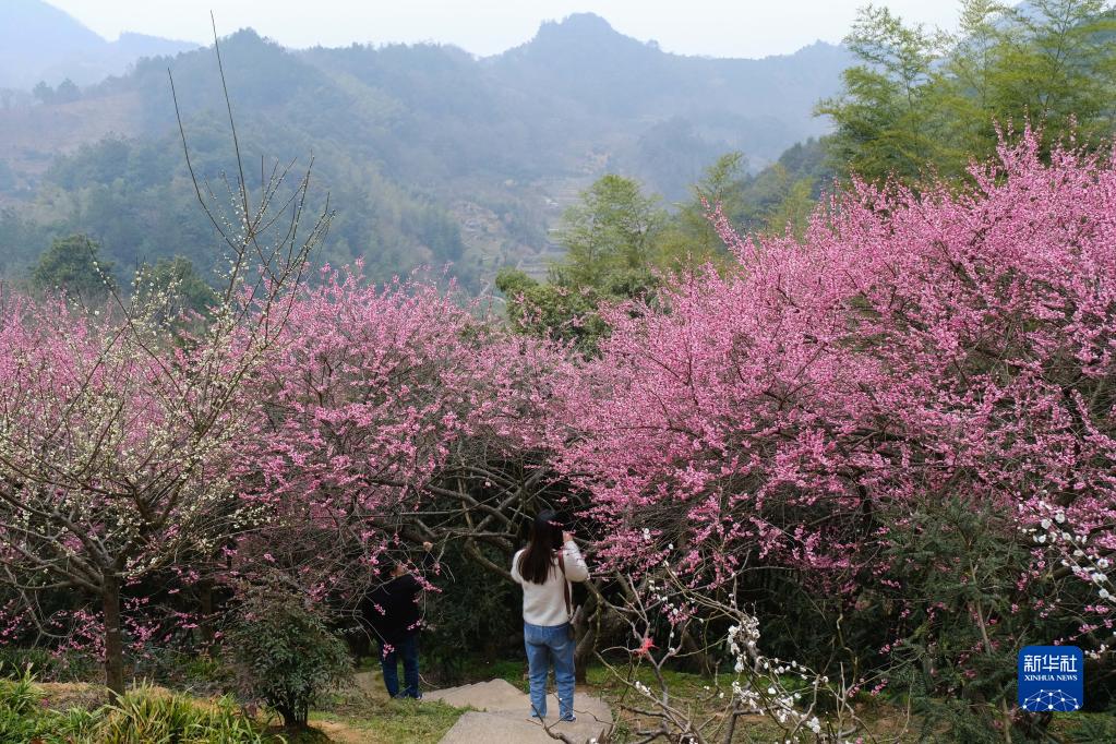 春季山鄉賞梅樂 鄉村旅遊人氣旺