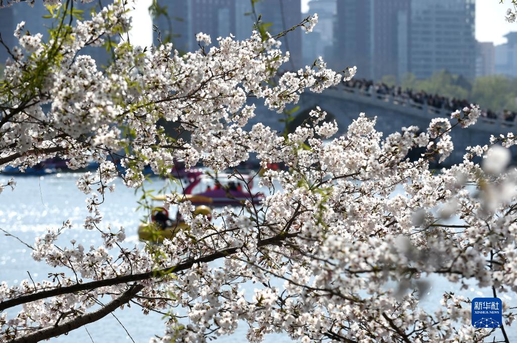 北京玉淵潭：一園春色已備好