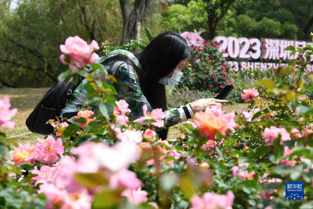 2023深圳月季花展開幕