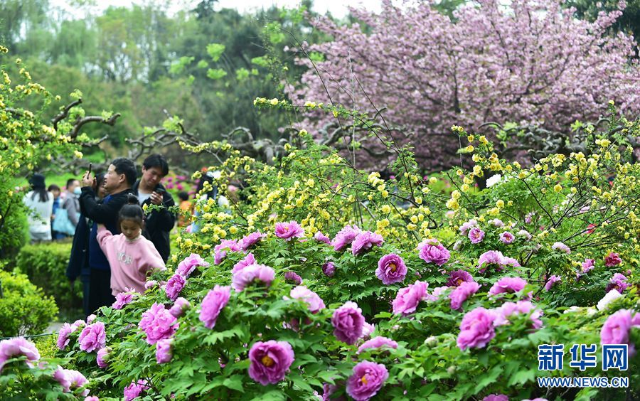河南洛陽：牡丹花城 花開正艷