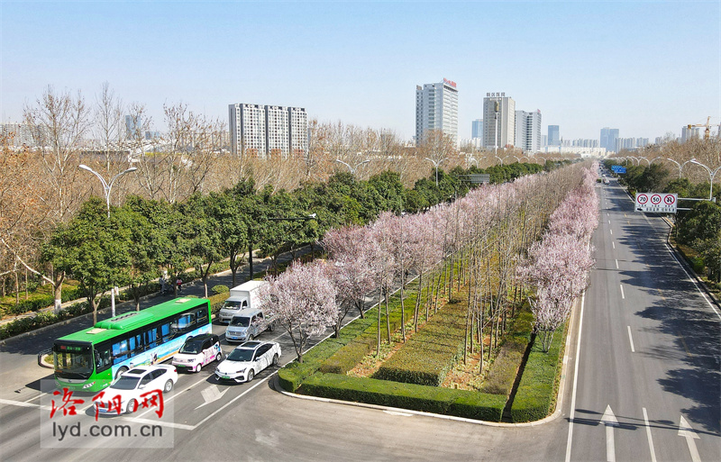 洛陽創建東亞文化之都|春暖花開！洛陽迎來最美時節