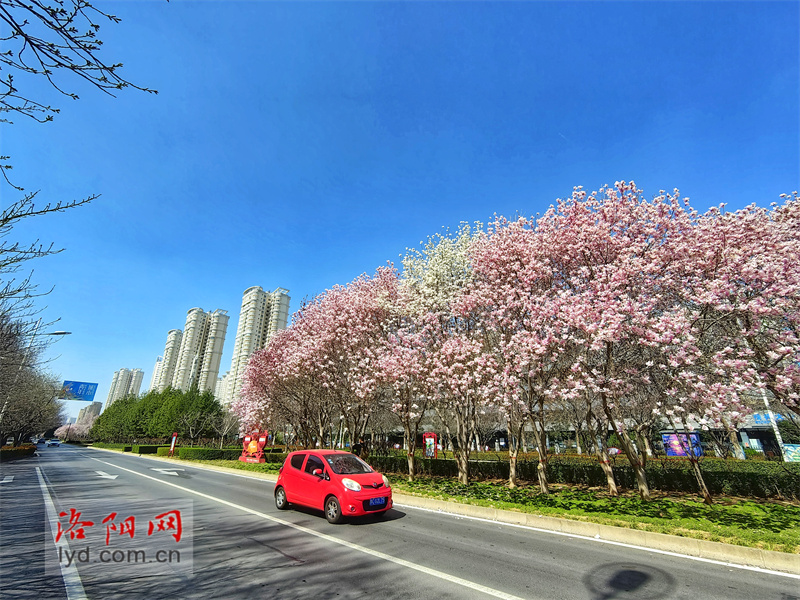 洛陽創建東亞文化之都|春暖花開！洛陽迎來最美時節