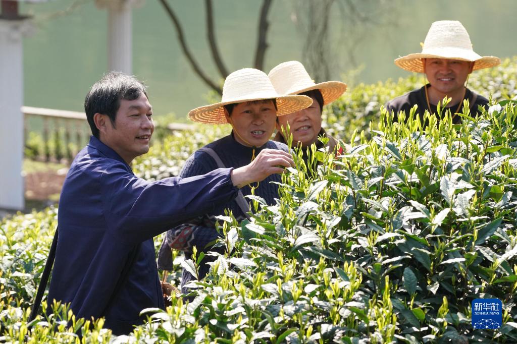 安徽黃山：太平猴魁開採在即
