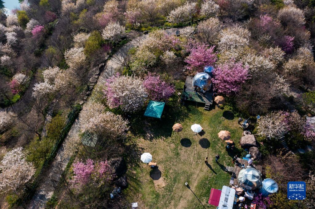 “賞花經濟”助力鄉村振興