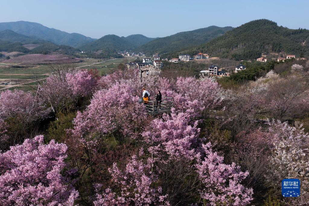 “賞花經濟”助力鄉村振興