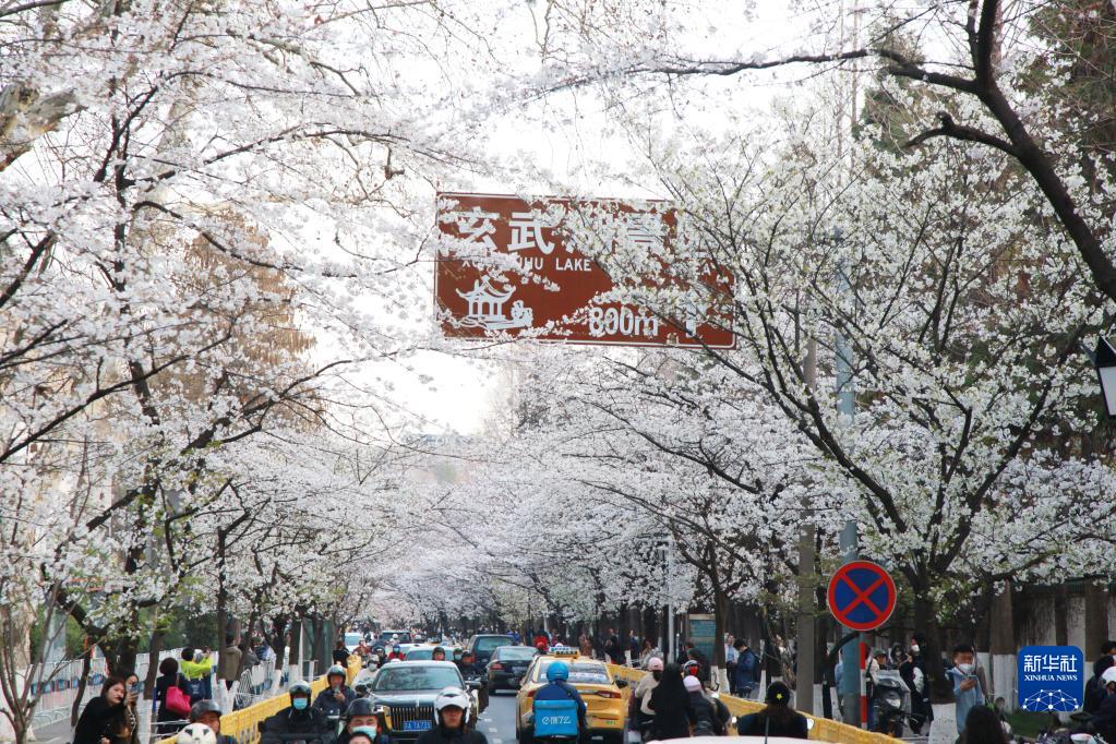 南京：櫻花盛開引客來