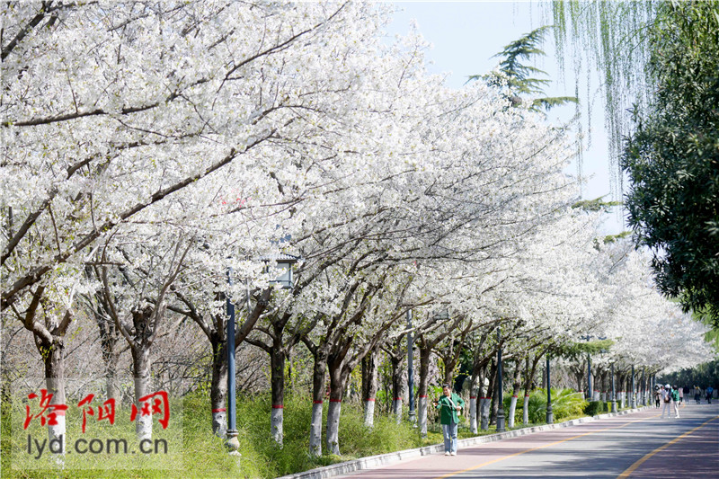 洛浦公園“櫻花大道”花開美如畫