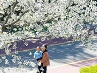 洛浦公園“櫻花大道”花開美如畫