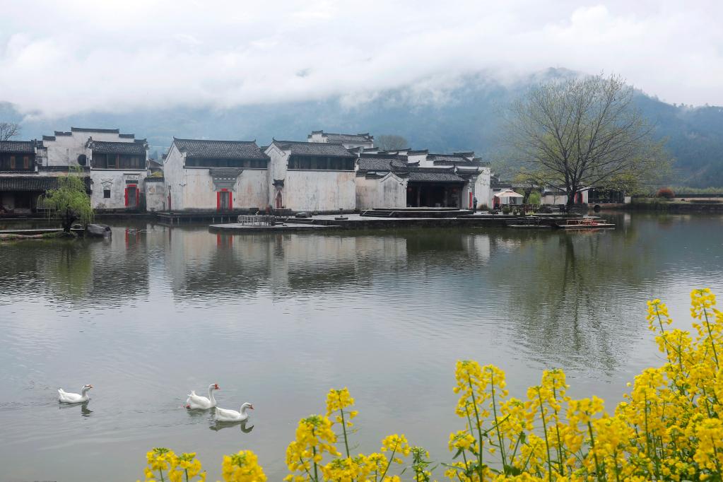 安徽黃山：雨後古村春色美
