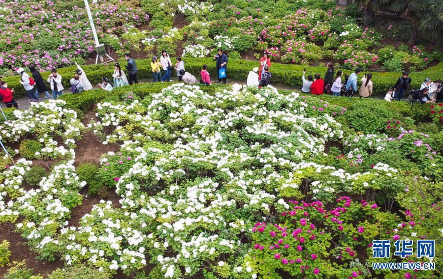 河南洛陽：牡丹花城 花開正艷