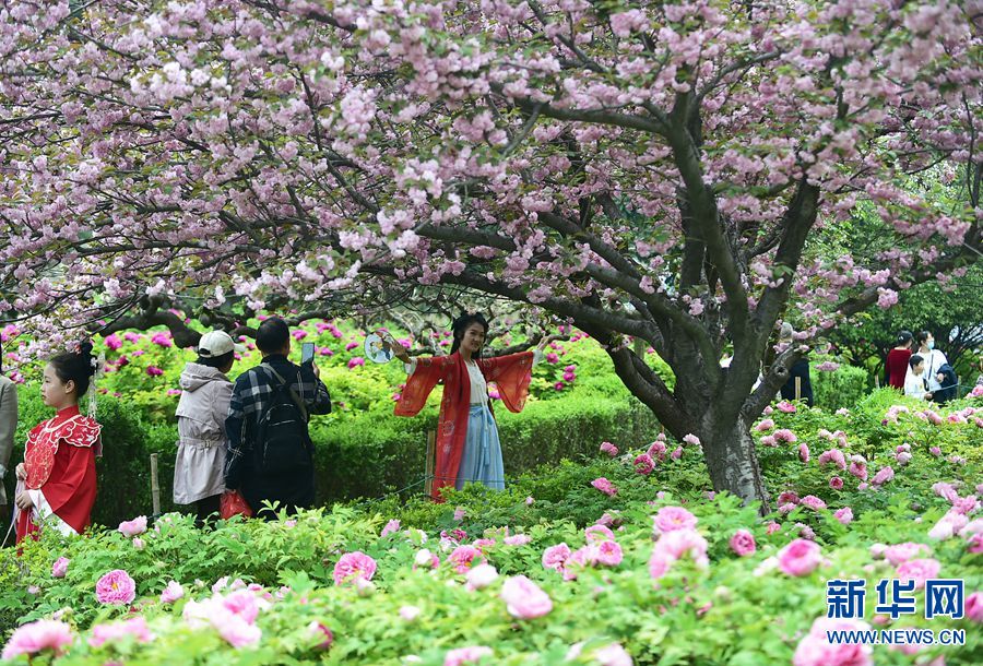 河南洛陽：牡丹花城 花開正艷