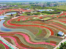 河南南陽：月季香飄五洲_fororder_d7402a0b84120ddb6af81b833d596e9