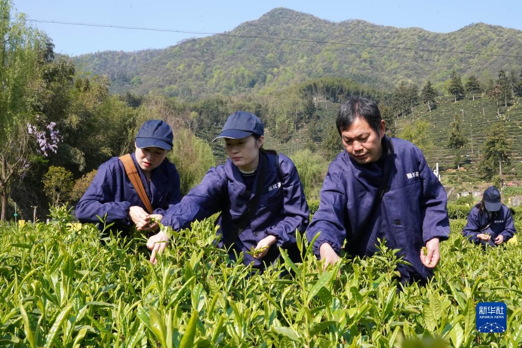 安徽黃山：太平猴魁開採在即