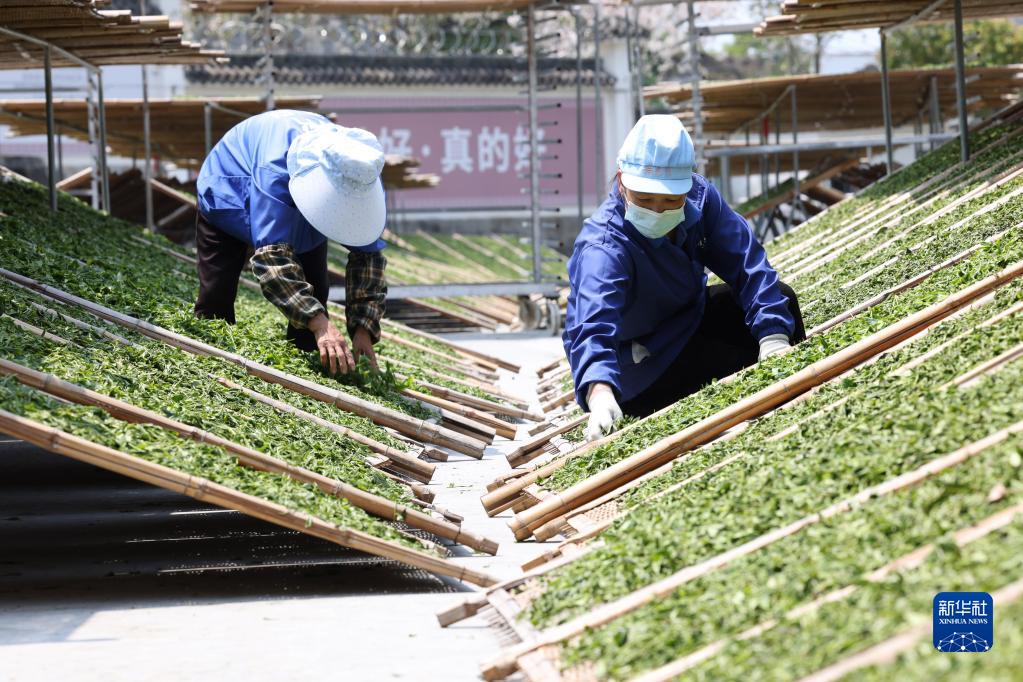福建福鼎：白茶開採忙