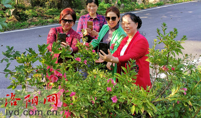 汝陽西泰山：杜鵑花開迎國慶