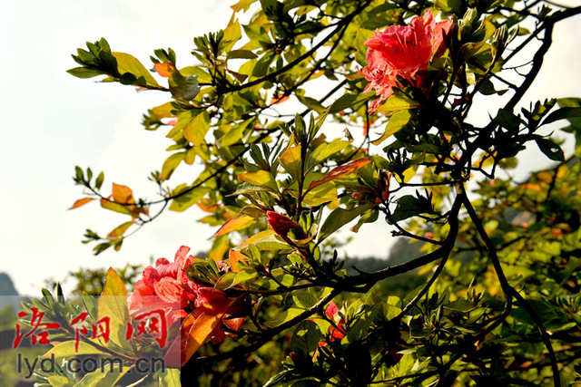汝陽西泰山：杜鵑花開迎國慶