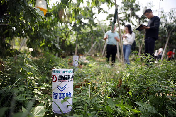 北京平谷大桃全力保障國宴用桃 獻禮國慶70週年