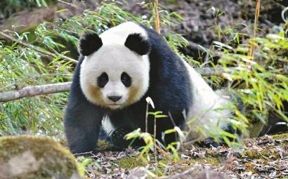 在四川北大門“偶遇”珍稀野生動物
