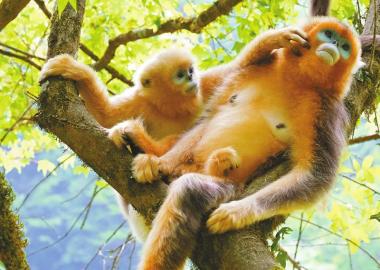 在四川北大門“偶遇”珍稀野生動物