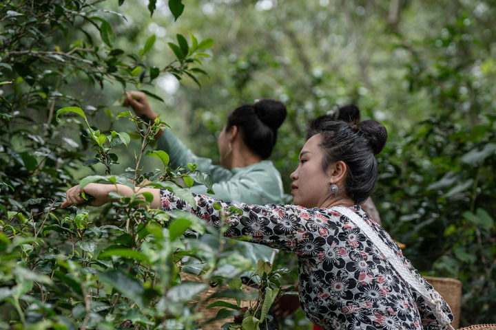 一山一葉鑄傳奇——探秘全球首個茶主題世界文化遺産