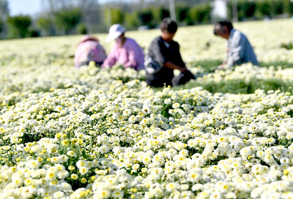 安徽亳州：一杯花草茶“泡”出百億産業
