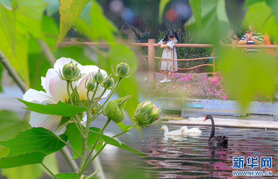 冬日，來廣州邂逅“一花多色”芙蓉花