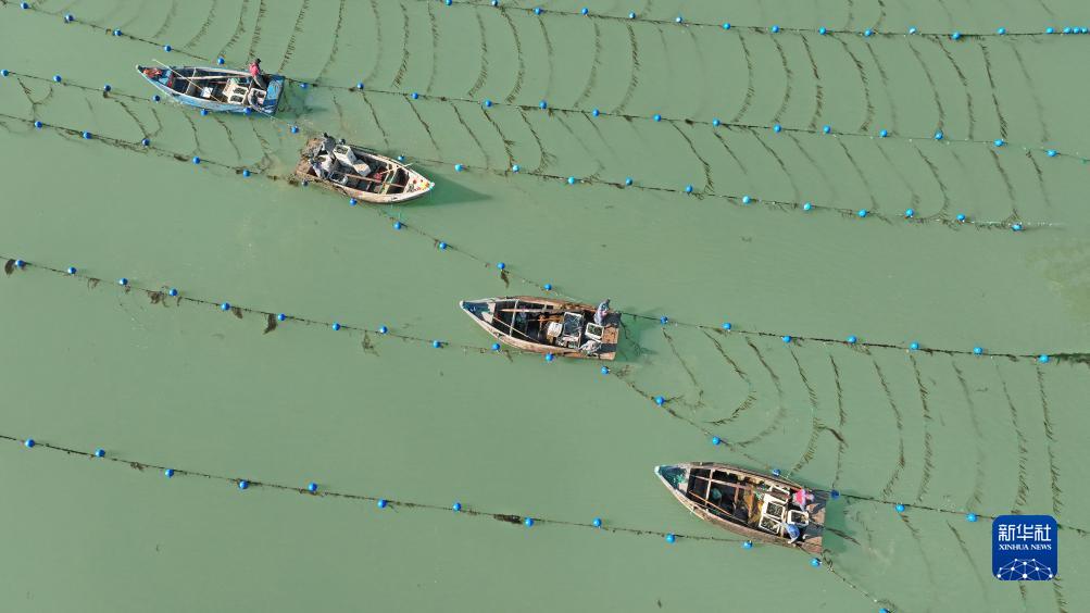 山東榮成：“海帶之都”海帶“播種”忙