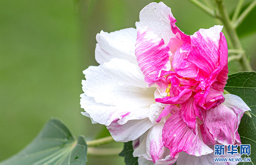 冬日，來廣州邂逅“一花多色”芙蓉花