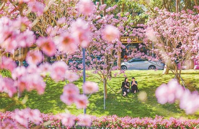 公園深圳人氣旺 大好春光美出圈_fororder_1