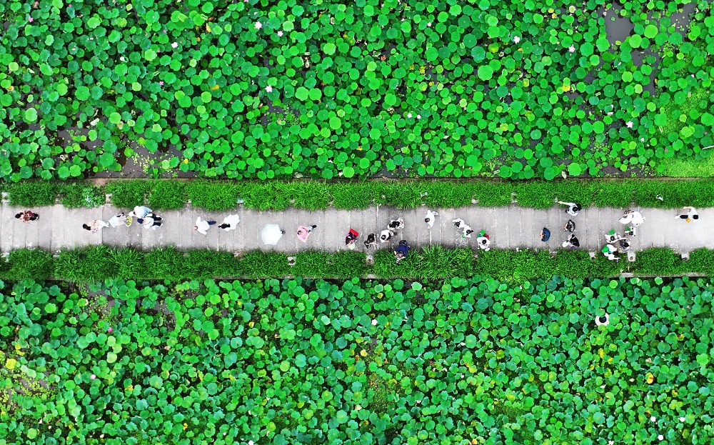 重慶：3000畝荷花綻放 “花經濟”助力鄉村遊