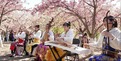 北京玉淵潭公園晚櫻相繼綻放