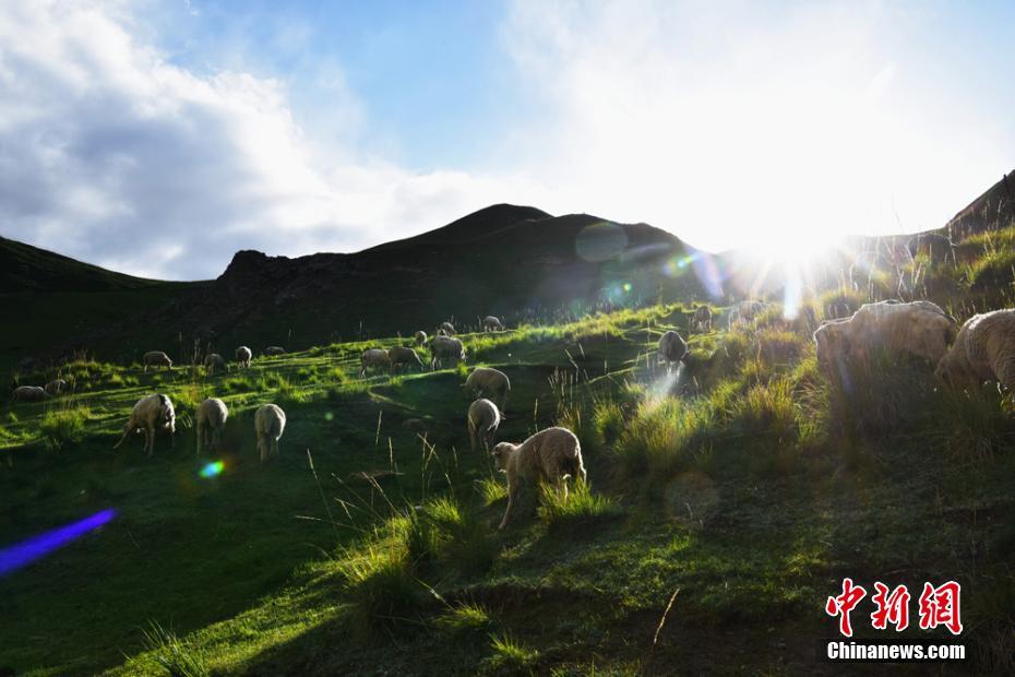 甘肅：七月祁連山綠波盪漾牛羊成群