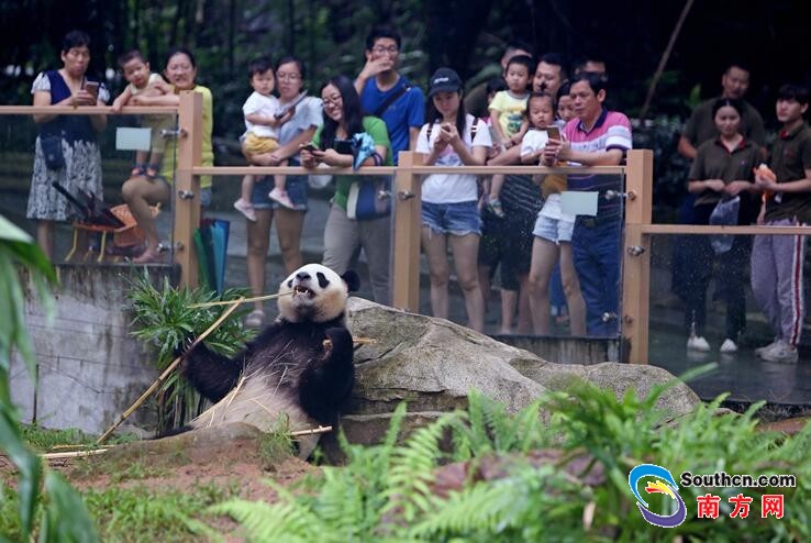 深圳野生動物園的大熊貓圓舟8周歲啦！